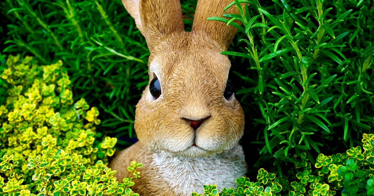 うさぎ自動給餌器