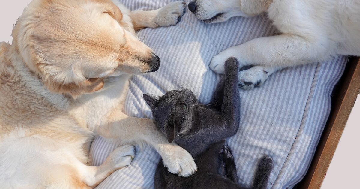 ペット暖房器具